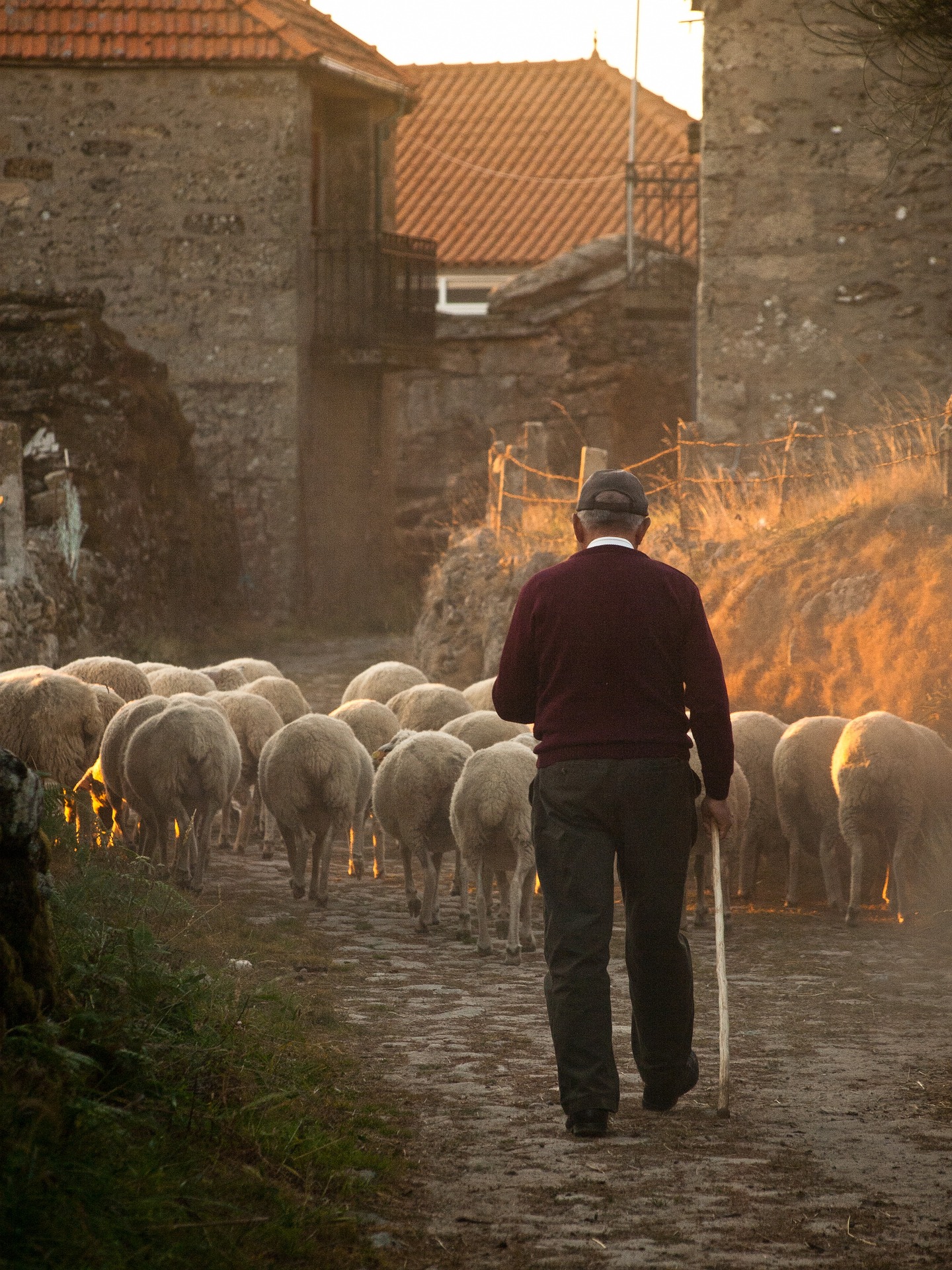 fermier moutons rural