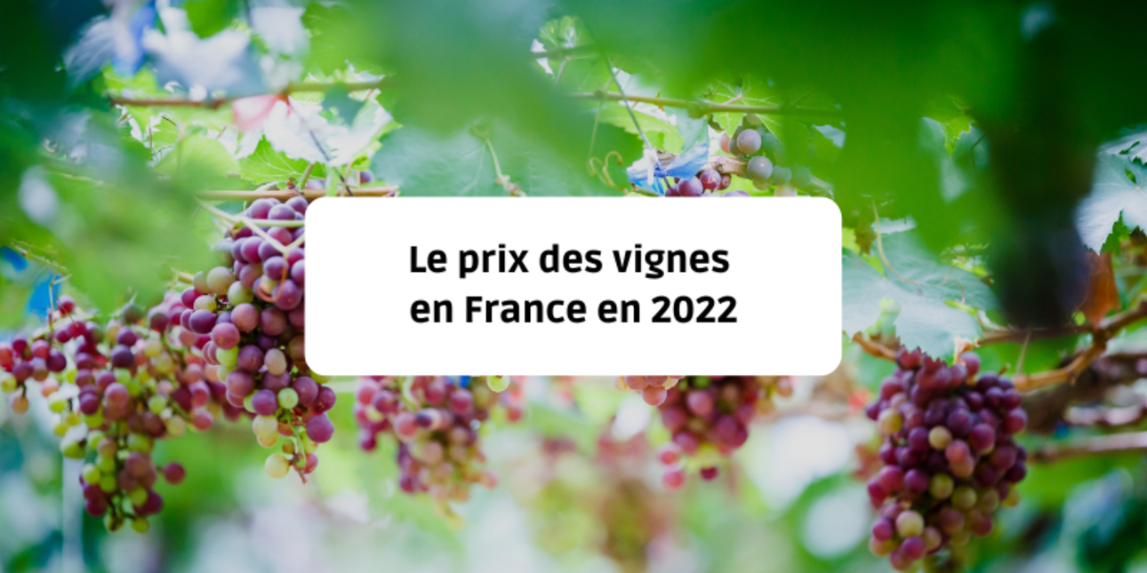 Le prix des vignes en France en 2022