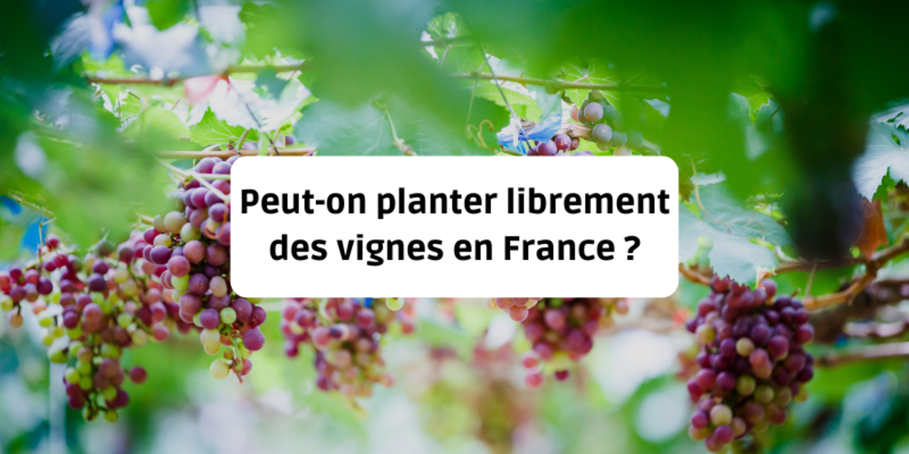 Can we freely plant vines in France?