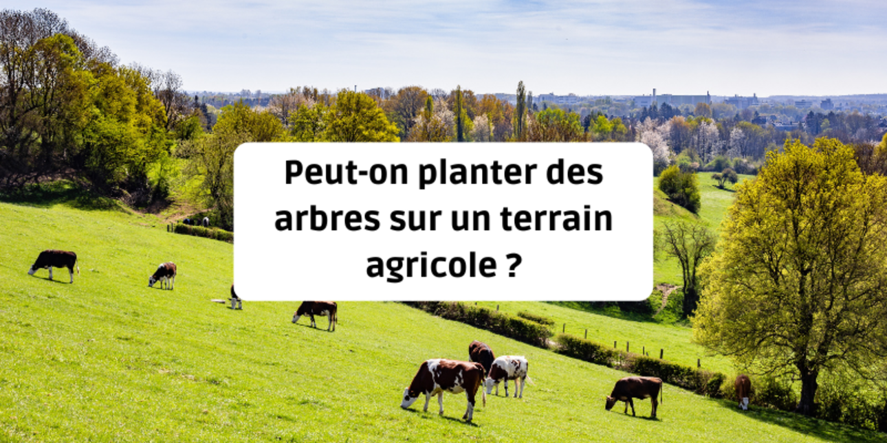 Peut-on planter des arbres sur un terrain agricole ?