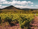 Vignette - Vineyard - Parts de vignobles en copropriété