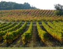 Vignette - Land - Parts de vignobles dans l'Hérault à partir de 1300€