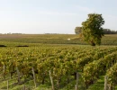 Vignette - Vineyard - Parts de vignobles à Bordeaux à partir de 1300€ et jusqu'à 2500€