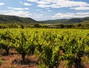 Vignette - Land - Parts de vignoble en Languedoc Roussillon