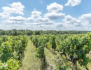 Vignette - Vineyard - Parts de vignes dans le Bordelais à partir de 1300€