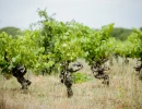 Vignette - Viticole - Parts de vignobles dans l'Hérault à partir de 1300€