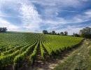 Vignette - Vineyard - Projet d'aide à l'installation ou au développement de vignobles