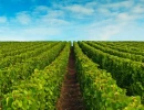 Vignette - Vineyard - Foncière Champenoise