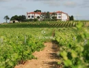 Vignette - Vineyard - Vineyard