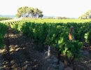 Vignette - Vineyard - Vineyard