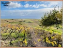 Vignette - Vineyard - Domaine Viticole