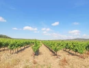 Vignette - Vineyard - Vineyard