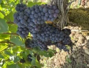 Vignette - Vineyard - Champagne: Plots of 1st and Grands Crus vines up for grabs