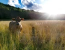 Vignette - Agricultural - Forcalquier- recent farm on 7 hectares