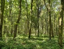 Vignette - Forestière - Foret feuillus-résineuse de 102 ha en Côte-d’Or