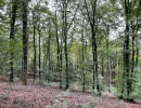 Vignette - Forest - Parc de chasse de 106 ha en Haute-Marne