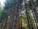 Vignette - Forest - Forêt multi fonctionnelle de 8,5 ha dans le Montbrisonnais (42)