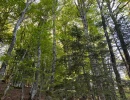 Vignette - Forest - Forêt mixte de 8 ha dans le Puy de Dôme