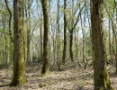 Vignette - Forest - Forêt de Chêne de 8,5 hectares dans la Nièvre