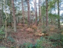 Vignette - Forest - 2 plots of wood