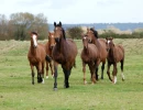 Vignette - Équestre - COTES D'ARMOR - CENTRE EQUESTRE