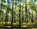 Vignette - Forestière - GIRONDE FORET IDEAL INVESTISSEUR 247 HA