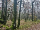 Vignette - Forestière - Terrain boisé – forêt