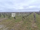 Vignette - Vineyard - For sale  26,7820 hectares -  Haut Médoc vines