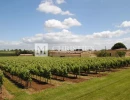 Vignette - Vineyard - For sale Turnkey organic vineyard estate of 26 ha - perfectly maintained!