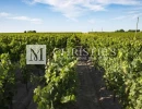 Vignette - Vineyard - Very well-located Bordeaux vineyard estate