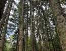 Vignette - Forestière - Forêt mixte de 13 hectares dans la Loire