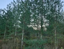 Vignette - Forest - Massif résineux de 7.60 ha en Charente