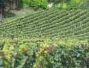 Vignette - Vineyard - Rare Opportunity - Vineyard with Renovation Potential