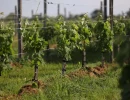 Vignette - Vineyard - Vines in AOC Saint-Emilion