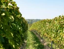 Vignette - Vineyard - Vines in AOC Montagne Saint-Emilion