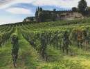 Vignette - Vineyard - 50a of Vines in AOC Saint-Emilion