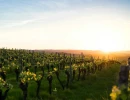 Vignette - Vineyard - Very beautiful wine property in Montagne Saint-Emilion