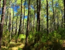 Vignette - Forestière - LANDES EXPLOITATION FORESTIERE 86 HA