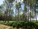 Vignette - Forest - GIRONDE FORET D'INVESTISSEMENT 77 HA