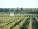 Vignette - Vineyard - 5,5ha vineyard in the Libourne region with vines and lands