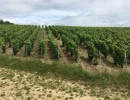 Vignette - Vineyard - PIERRY Premier CRU Vine