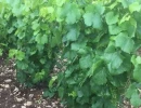 Vignette - Vineyard - VENTE VIGNE CHAMPAGNE EN VIAGER