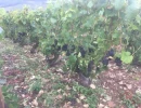 Vignette - Vineyard - Riceys Champagne and rosé vine sale