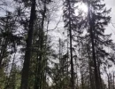 Vignette - Forestière - Forêt d'altitude dans le Doubs - limite Jura