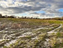 Vignette - Land - Dpt Manche (50), à vendre LA HAYE DU PUITS terrain