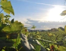 Vignette - Vineyard - For Sale: Exceptional wine estate in the Saint-Émilion Grand Cru appellation