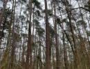 Vignette - Forest - Foret feuillus-résineuse de 16 ha dans l’Aube