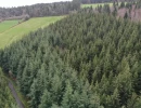 Vignette - Forestière - Forêt de production de résineux en Haute-Loire