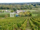 Vignette - Vineyard - Family vineyard for sale: 13.5 hectares in the heart of the Libourne region