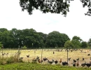 Vignette - Agricole - BRETAGNE-MORBIHAN-BELLE AFFAIRE DE PRODUCTION VOLAILLES FERMIERES ET VENTE DIRECTE SUR ENVIRON 45 HECTARES.